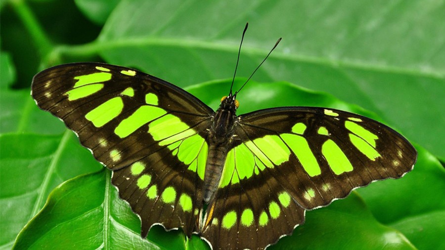 Papillon