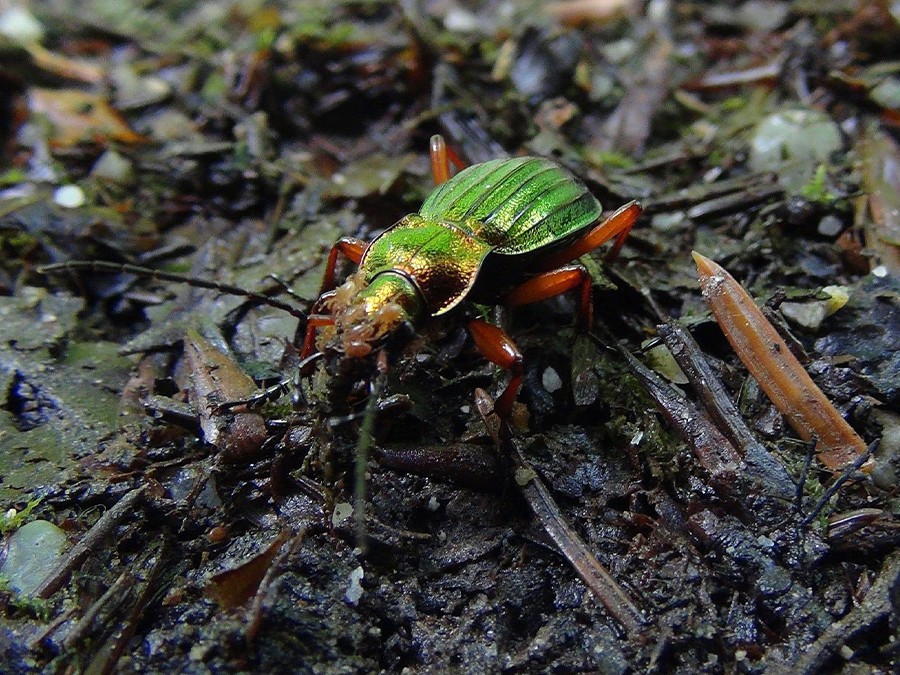 Carabe dorée