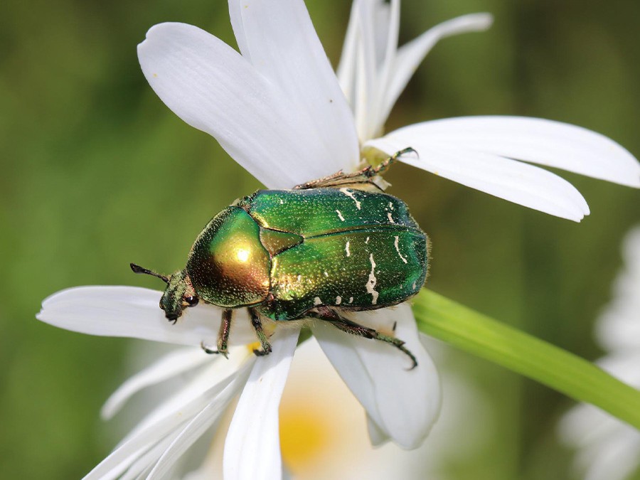 Cétoine