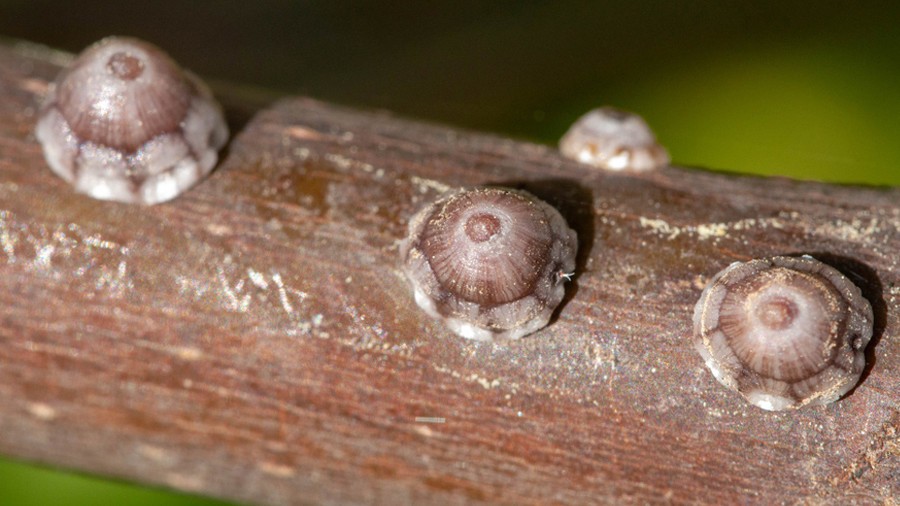 Cochenille à bouclier