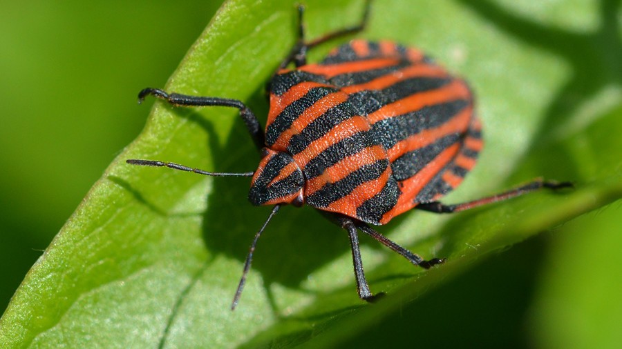 Punaise arlequin