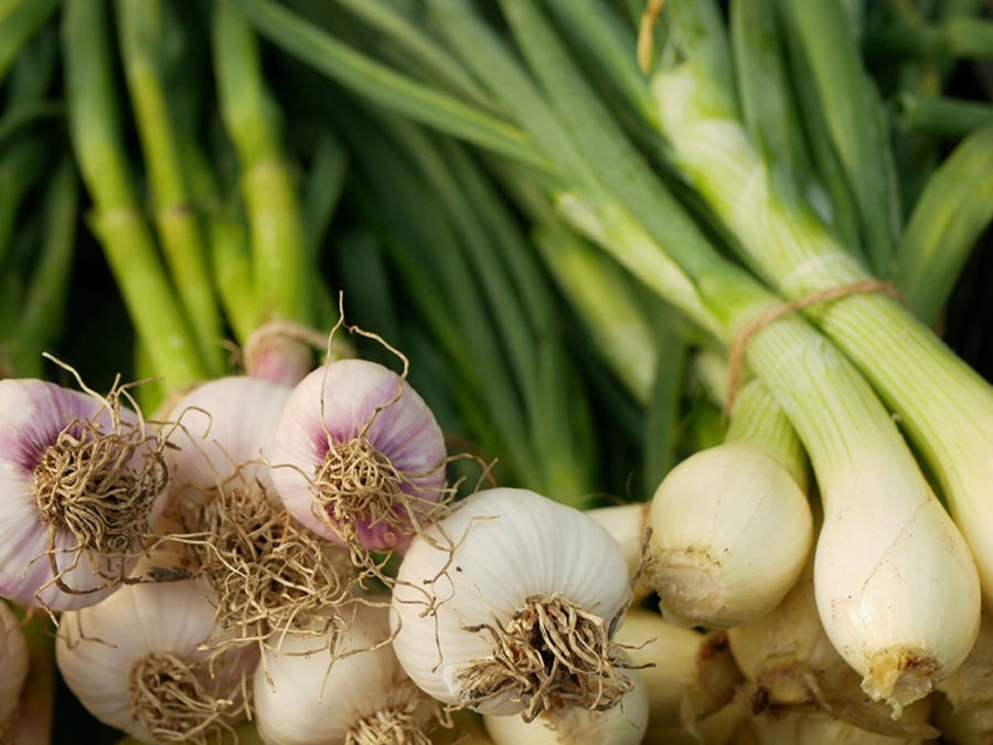 QUAND ET COMMENT PLANTER LES BULBES POTAGERS D'HIVER ?