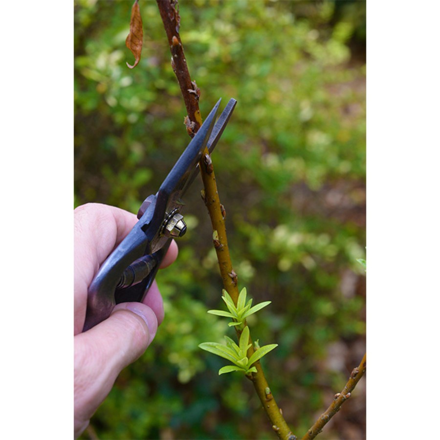 Taille partie morte d'un saule