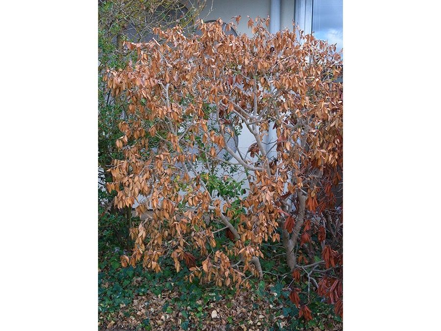 Comment tailler une plante brûlée par le soleil ? Silence, ça pousse