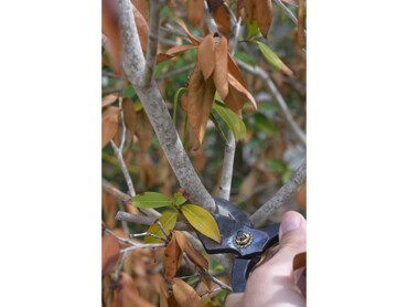 Parties gardées comme tire-sève