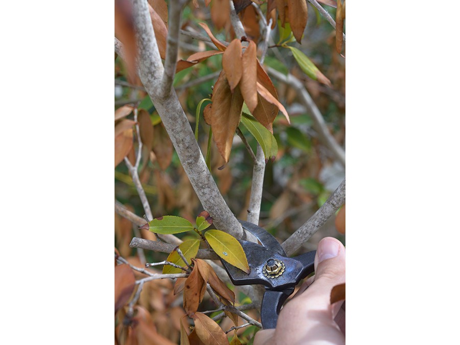 Comment tailler une plante brûlée par le soleil ? Silence, ça pousse