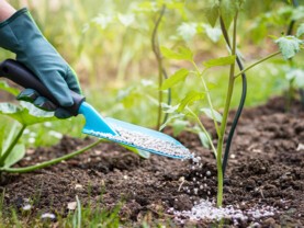 Fertilisant naturel.jpg