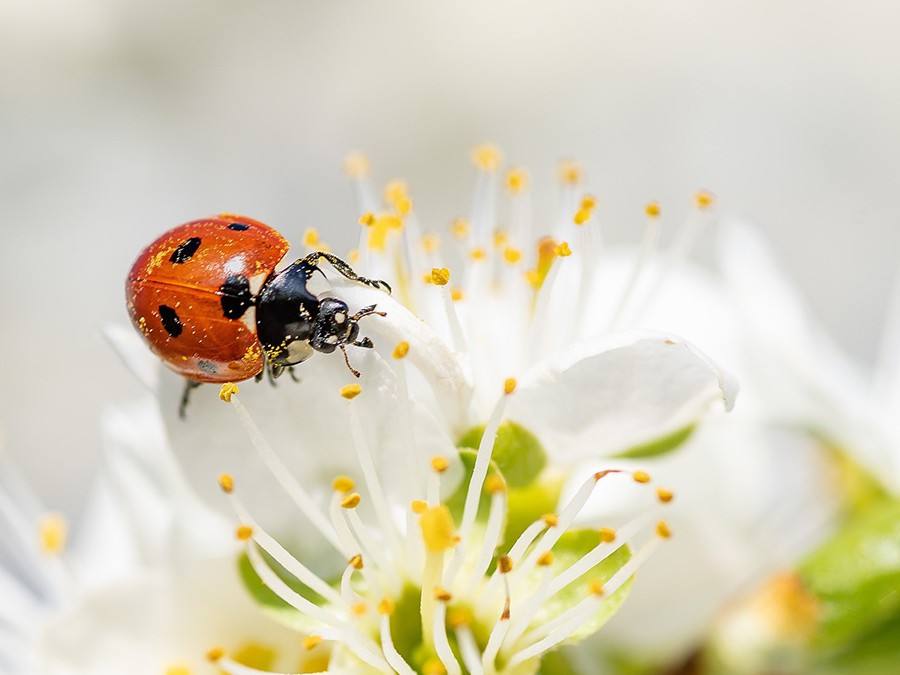 Coccinelles.jpg