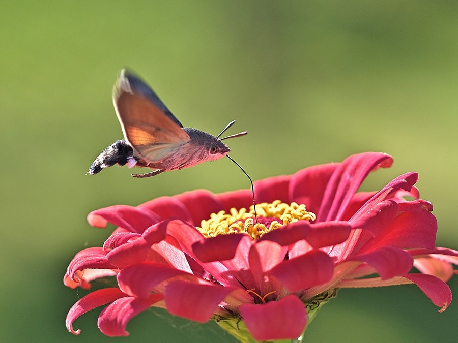 Papillon mono-sphinx.jpg