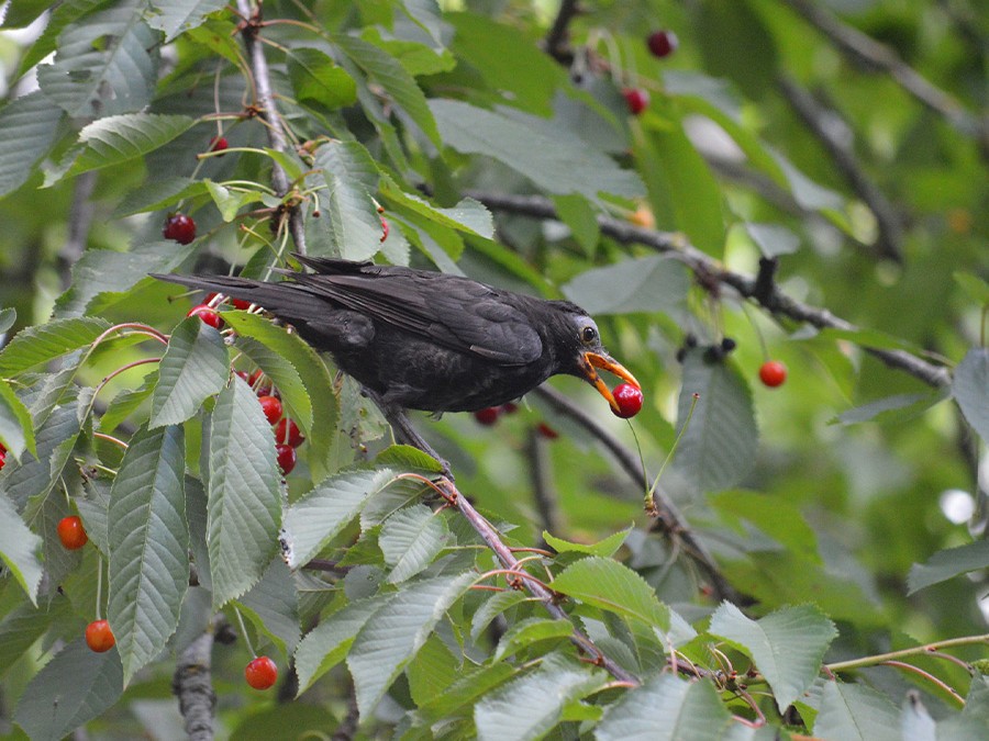 plantes qui nourrissent les oiseaux.jpg