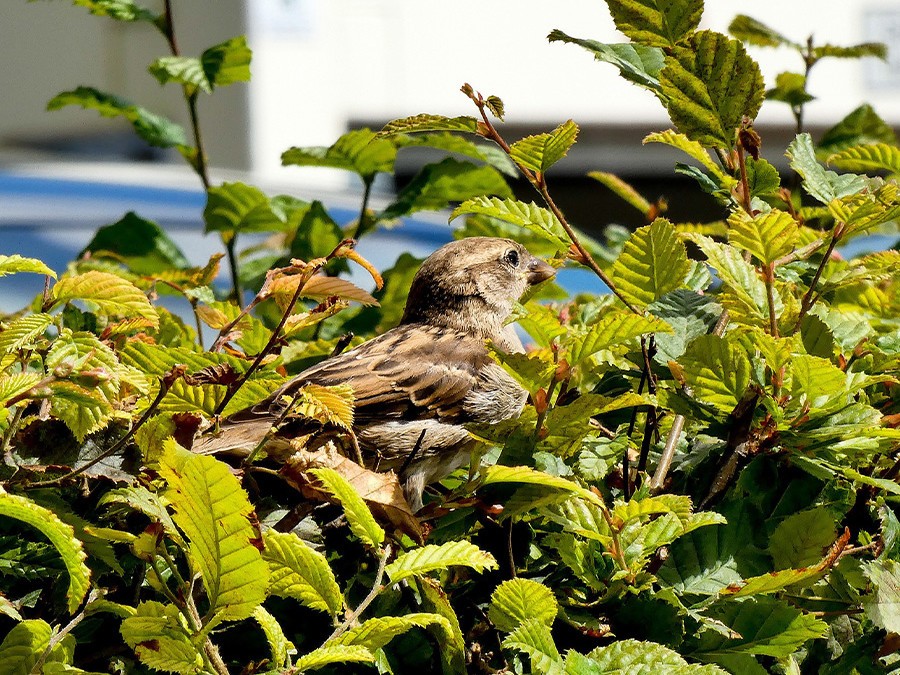 plantes qui habritent les oiseaux.jpg