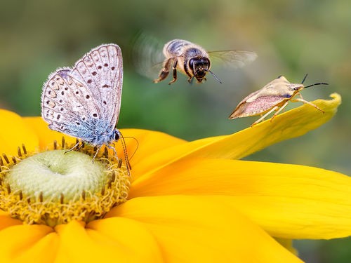 QUELLES PLANTES CHOISIR POUR APPORTER DE LA BIODIVERSITÉ DANS VOTRE JARDIN ? 