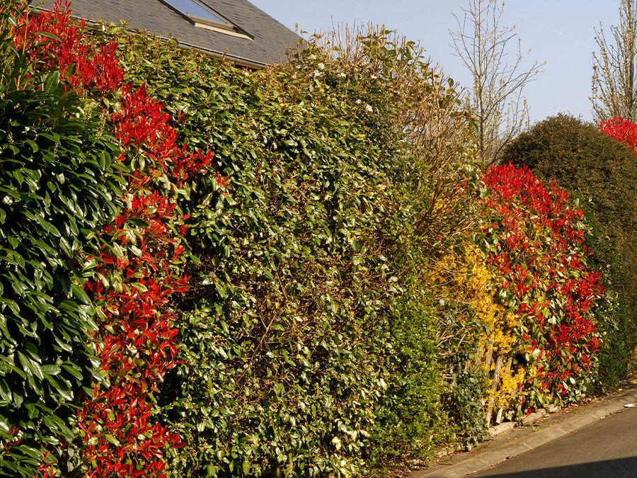 PLANTER ET ENTRETENIR UNE HAIE A CROISSANCE RAPIDE ? 