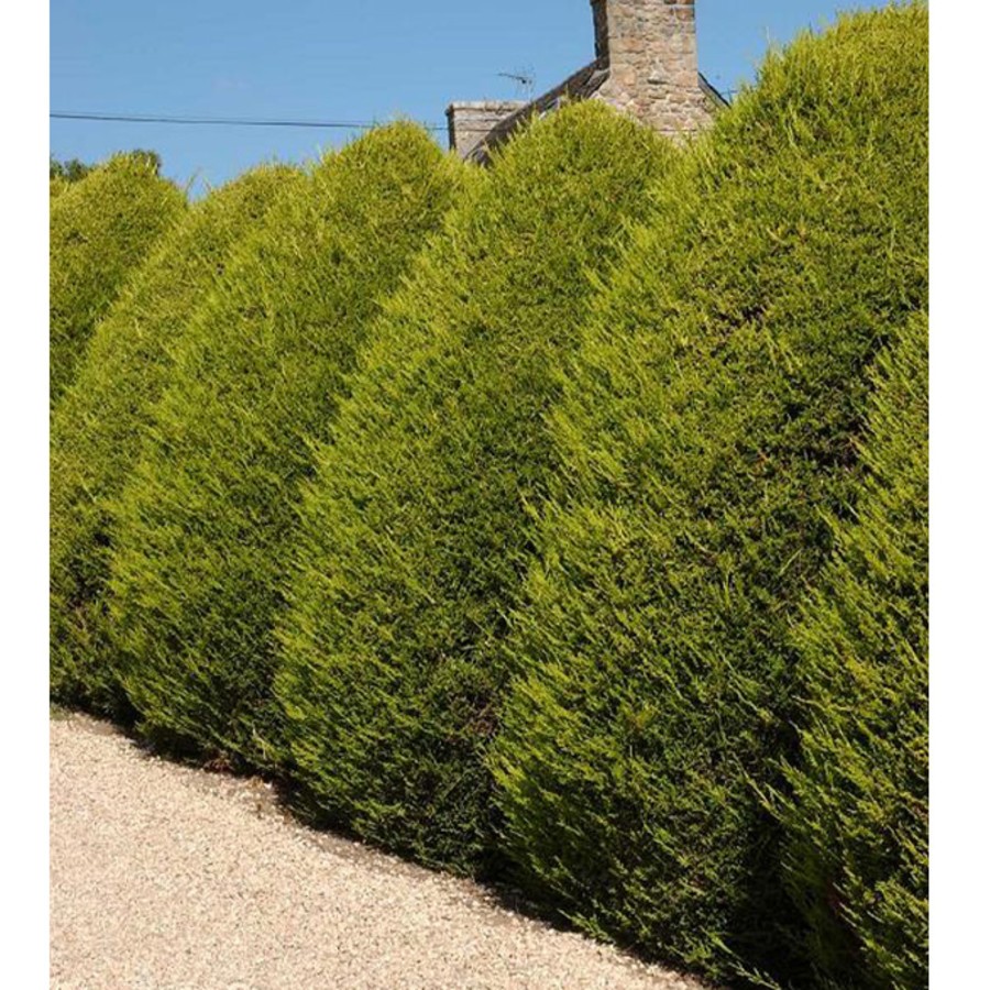 LES 10 MEILLEURES PLANTES POUR UNE HAIE QUI POUSSE VITE Silence, ça pousse