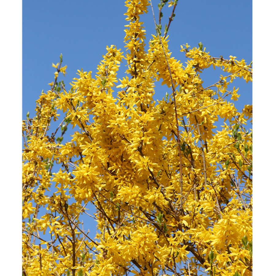 Forsythia.jpg