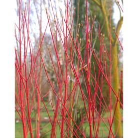 Cornouiller à bois décoratif.jpg