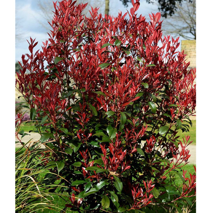 Photinia.jpg