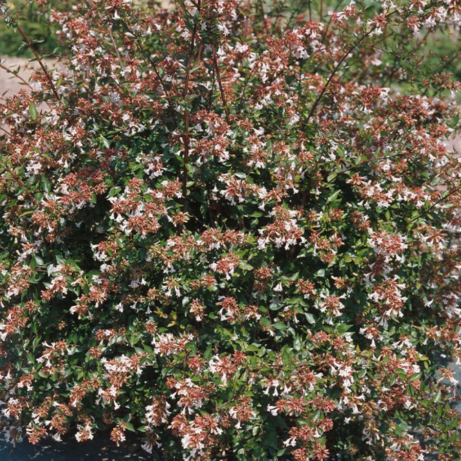 Abelia.jpg