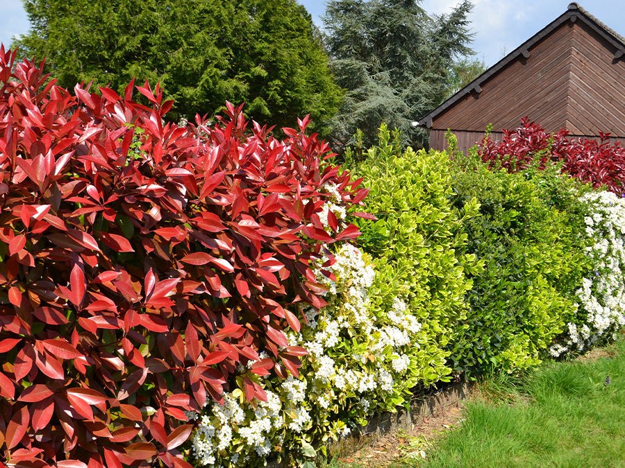 LES 10 MEILLEURES PLANTES POUR UNE HAIE QUI POUSSE VITE 