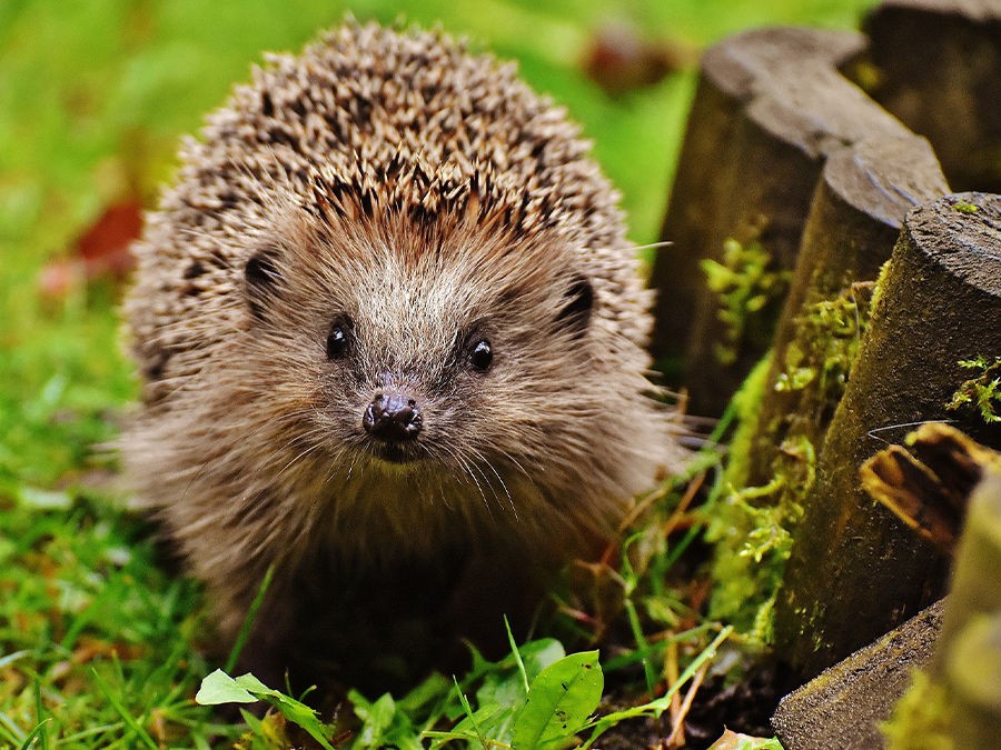 ACCUEILLIR LE HÉRISSON DANS SON JARDIN