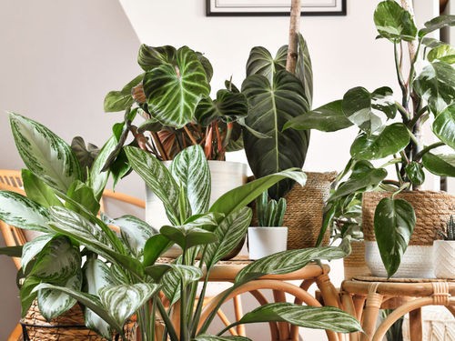 PLANTES D'INTERIEUR : BIEN LES CHOISIR POUR CREER UNE AMBIANCE JUNGLE CHEZ VOUS !