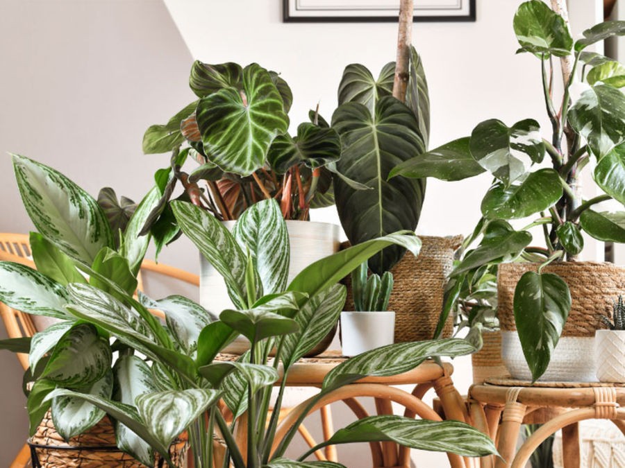 Comment aménager son intérieur avec de grandes plantes