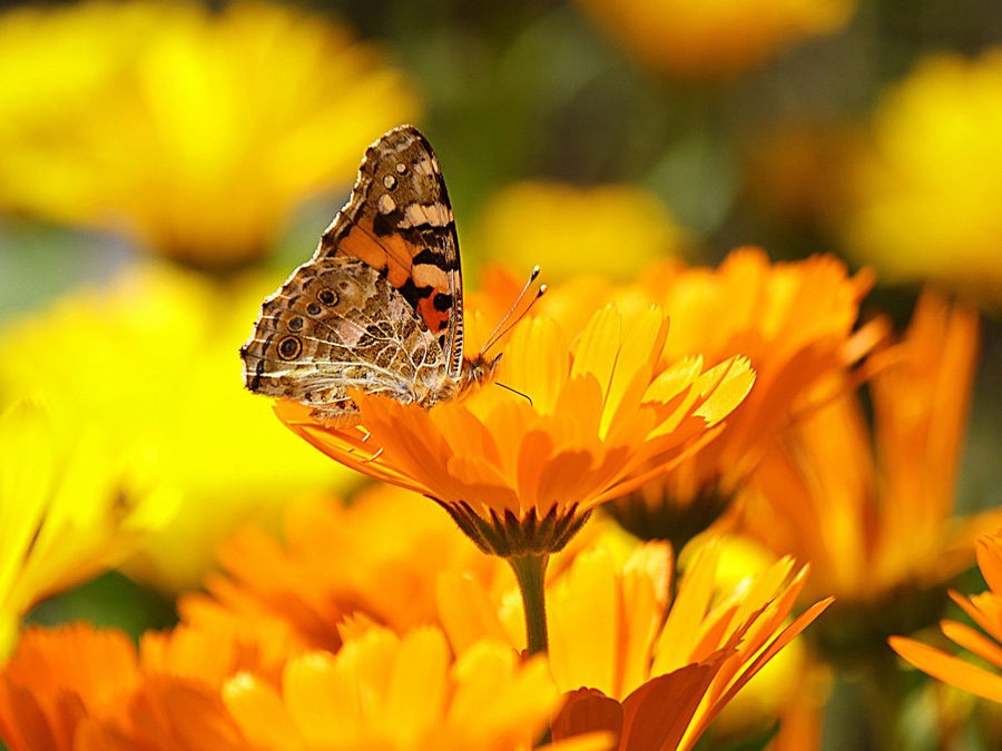 La biodiversité au jardin 