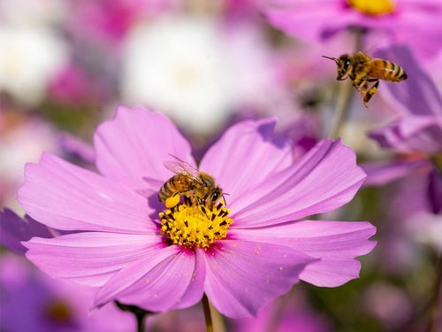 Les plantes Mellifères : belles et utiles