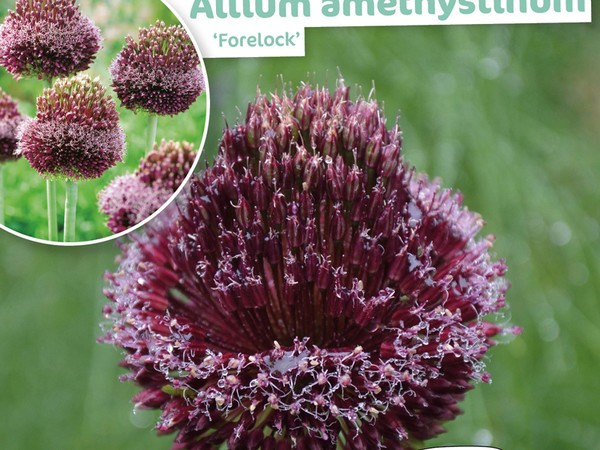 Allium Amethystinum Forelock