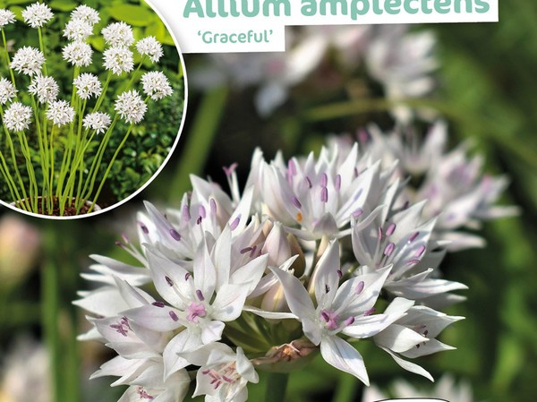 Allium Amplectens Graceful