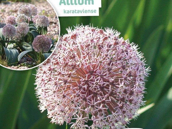 Allium Karataviense