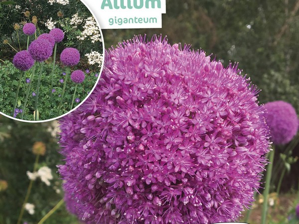 Allium Giganteum