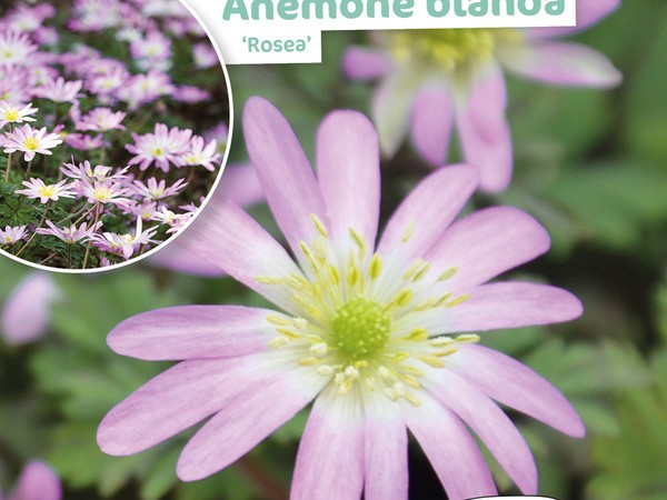 Anemone Blanda Rosea