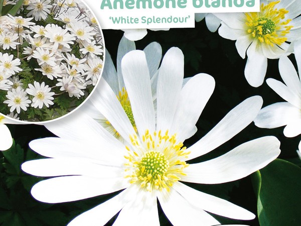 Anemone Blanda White Splendour