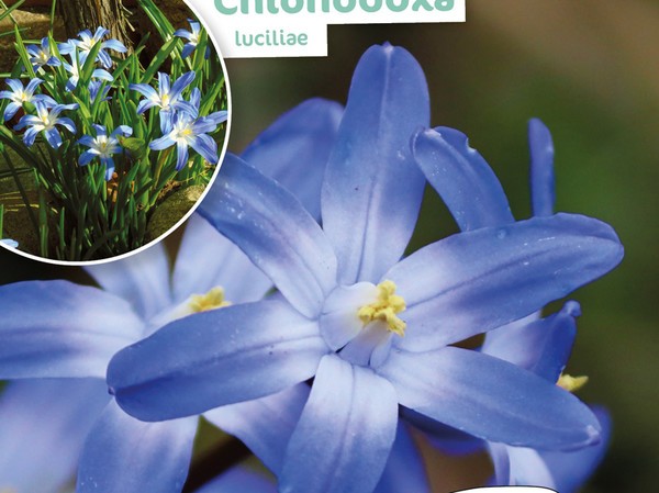 Chionodoxa Luciliae