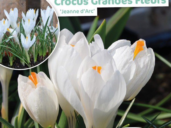 Crocus Grande Fleur Jeanne d'Arc