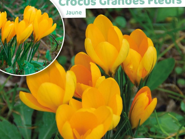 Crocus Grande Fleur Grand Jaune