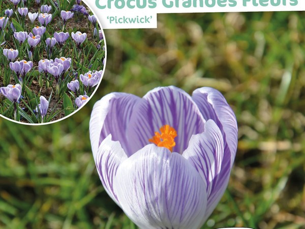 Crocus Grande Fleur Pickwick