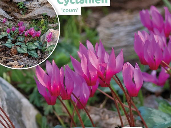 Cyclamen Coum