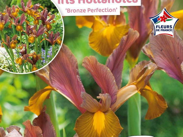 Iris Hollandica Bronze Perfection Fleurs de France