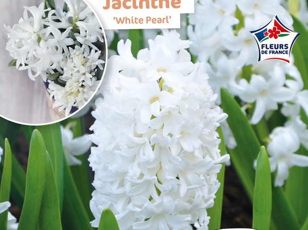 Jacinthe White Pearl Fleurs de France