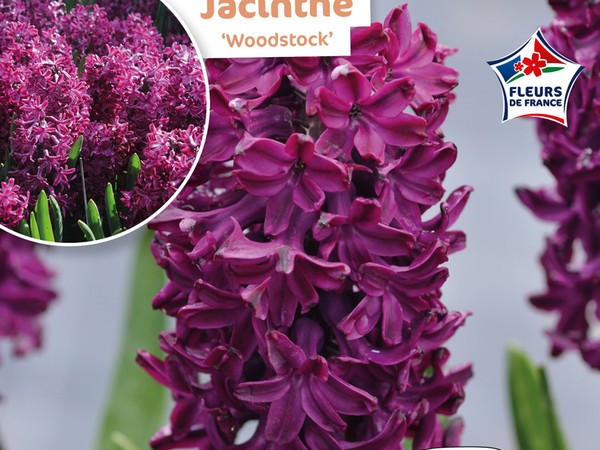 Jacinthe Woodstock Fleurs de France