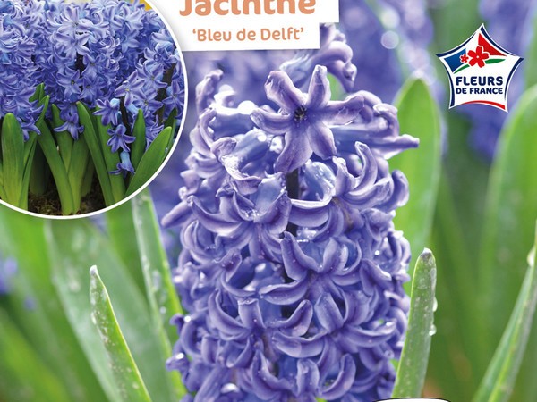 Jacinthe Bleu De Delft Fleurs de France