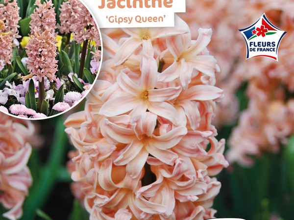 Jacinthe Gipsy Queen Fleurs de France