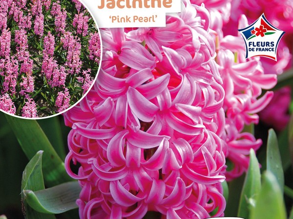 Jacinthe Pink Pearl Fleurs de France