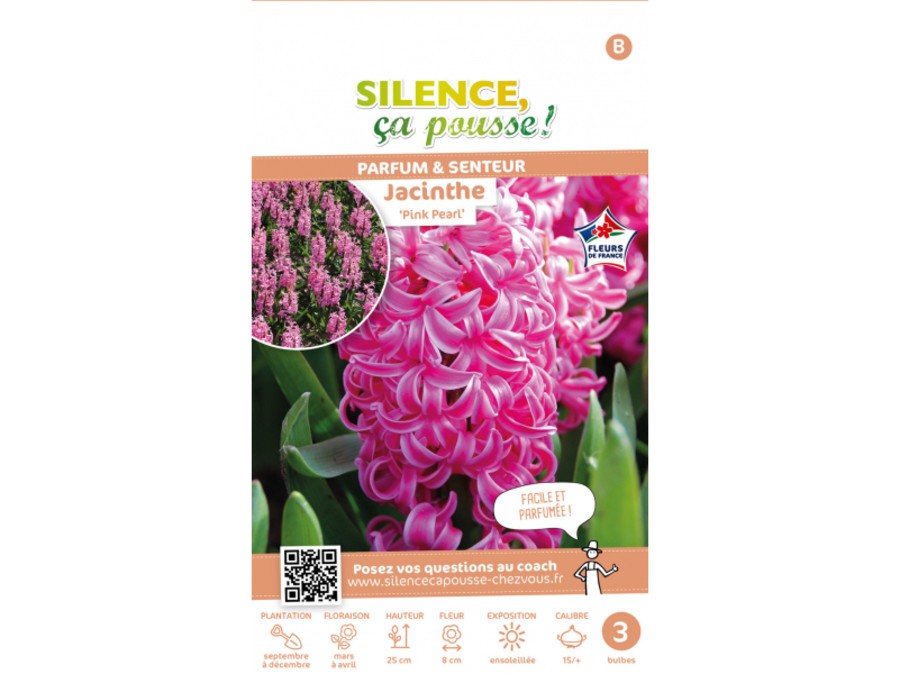 Jacinthe Pink Pearl Fleurs de France | Silence, ça pousse !