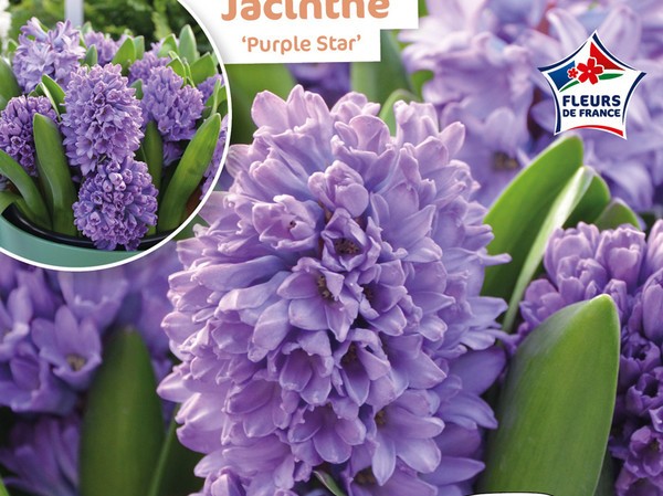 Jacinthe Purple Star Fleurs de France