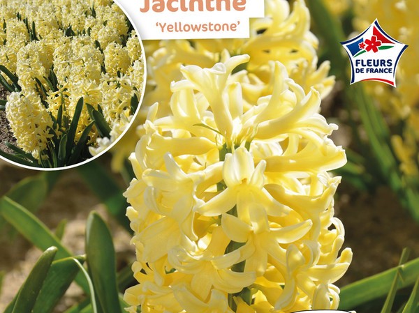 Jacinthe Yellowstone Fleurs de France