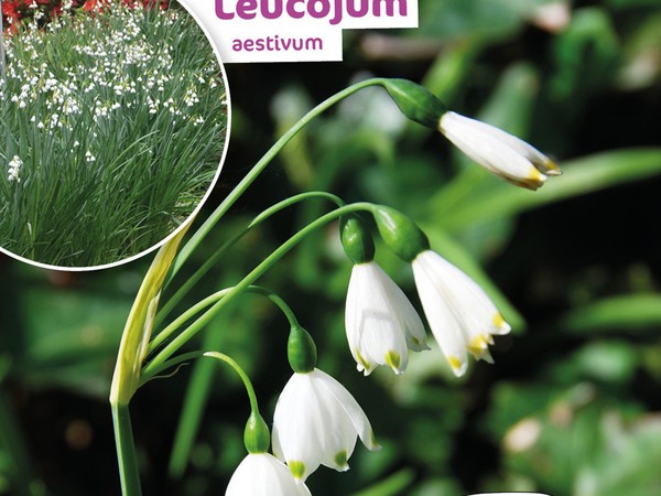 Leucojum Aestivum 8/+ X10