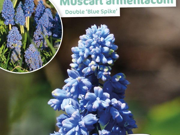 Muscari Double Armeniacum Blue Spike